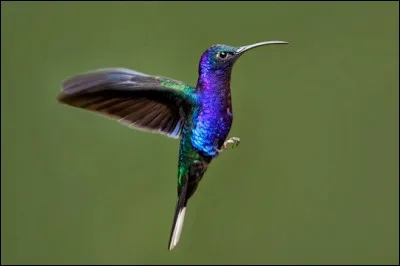 Quelle affirmation est vraie concernant le colibri ?