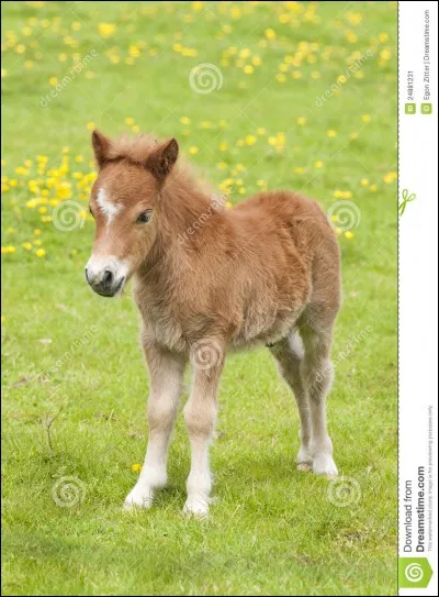 Comment appelle-t-on le bébé du cheval ?