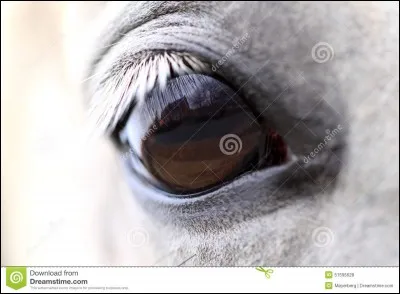 Est-ce que c'est possible un cheval aux yeux vairons ?