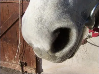 Comment appelle-t-on le nez d'un cheval ?