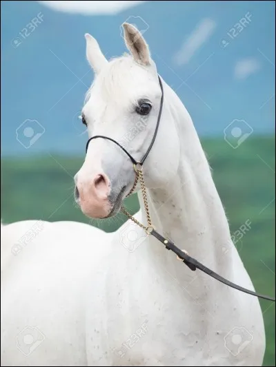 Comment appelle-t-on la couleur d'un cheval ?