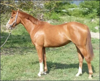 Qu'est-ce qu'une jument ?