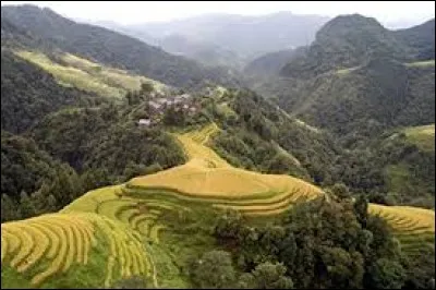 Vous n'avez plus rien à manger, quel groupe allez-vous rejoindre ?