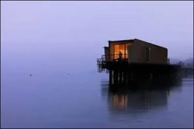 Sur la piste de quel auteur américain vous conduit la pivoine ?