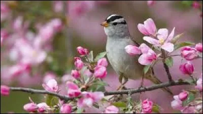 Comment a été conçu Dolly la brebis ?