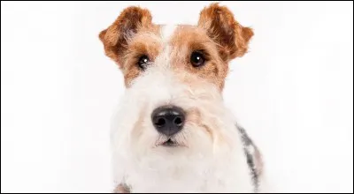 Quelle est la race de ce chien ?