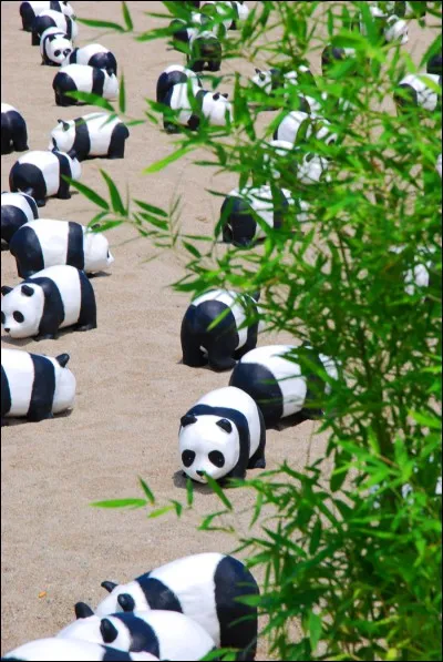 Quelle est la nourriture préférée du panda ?