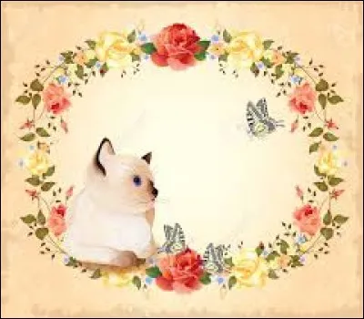 Deuxième vertèbre cervicale :