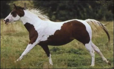 Quelle est la robe de ce cheval ?