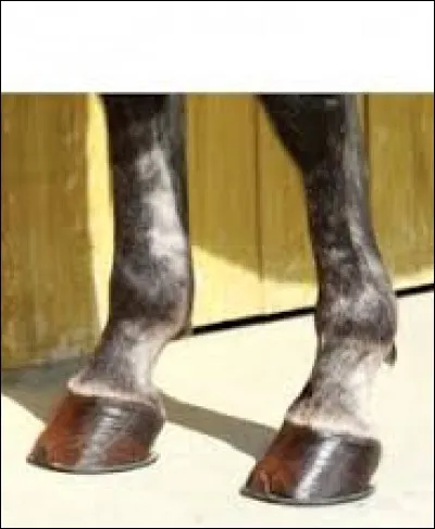 Citez deux parties du sabot du cheval.