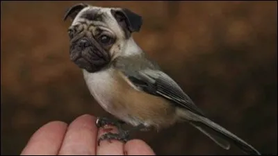 Avec quel chien cet oiseau est-il mélangé ?