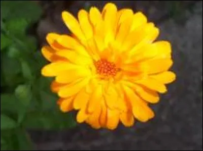 À quoi sert cette plante ?