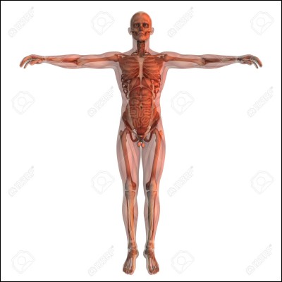 Le besoin énergétique permet...