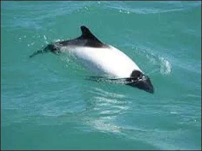 Comment s'appelle ce dauphin ?