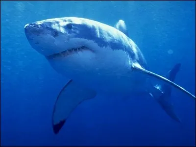 Comment appelle-t-on ce requin ?