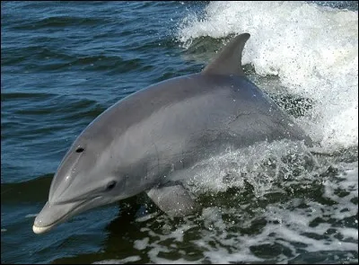 Comment appelle-t-on le petit orifice qui se trouve au-dessus de la tête du dauphin ?