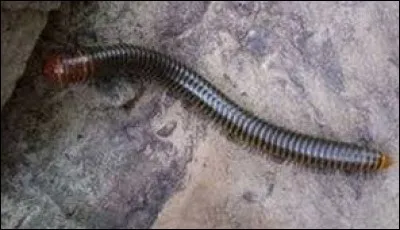 Quelle est cette espèce de mille-pattes ?