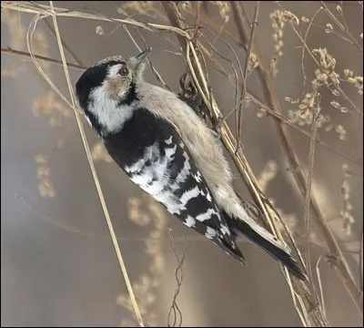 Pourquoi suis-je s&ucirc;re que nous avons une dame pic &eacute;peiche sur cet arbre ?