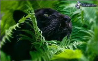 Dans quelle v&eacute;g&eacute;tation cette panth&egrave;re noire se glisse-t-elle ?