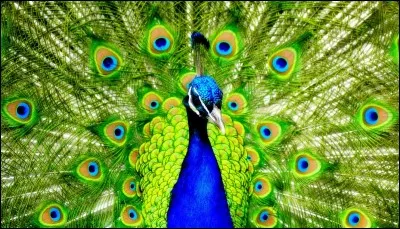 Quel(le) dieu(déesse) a pour animal le paon ?