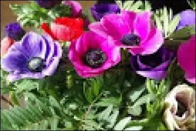 Qu'est-ce qu'un "rapin"?