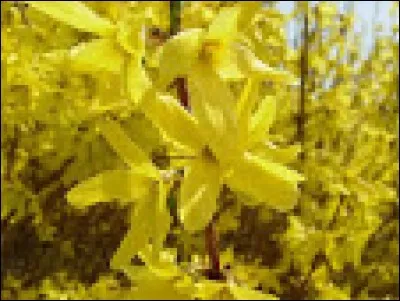 Ces couples de mots sont unis par des liens de famille, sauf un, lequel?