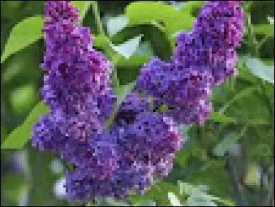 Qu'est-ce que le malthusianisme ?