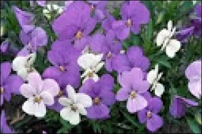 À quelle famille étymologique, le mot "courage" appartient-il ?