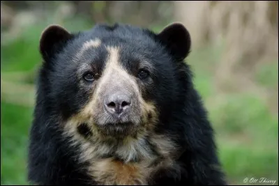 Il n'y a pas d'ours en Amérique du Sud !
