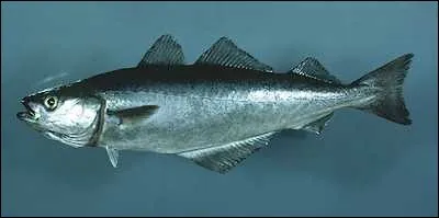 Un lieu - quand il s'agit du poisson, des ... ?