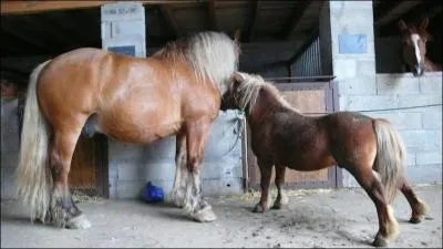 Quelle est la diffrence entre un cheval et un poney ?