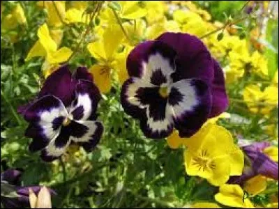 Que désigne-t-on par l'expression terre franche ?