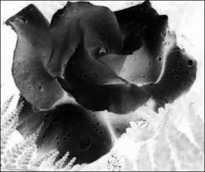 Comment qualifie-t-on le langage utilisant les smileys ?