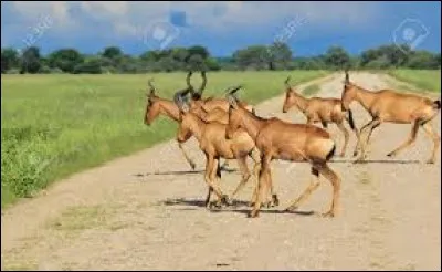 Corrigez les erreurs : Les servantes ont l'oreille beaucoup plus --- que l'académicien ; elles savent distinguer si l'on --- des maquereaux, ou des --- frais, des laitues ou des betteraves.