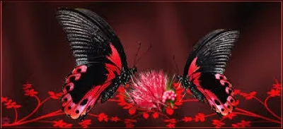 À quel sens raccorderez-vous le verbe "roder" qui va bien aux quiz même avec des illustrations intégrées dans le seul but de décorer ?