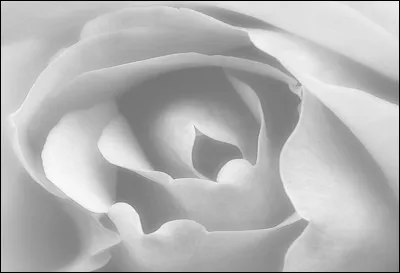 La guifette est un oiseau appartenant à la famille des Laridæ. Où construit-elle son nid ?