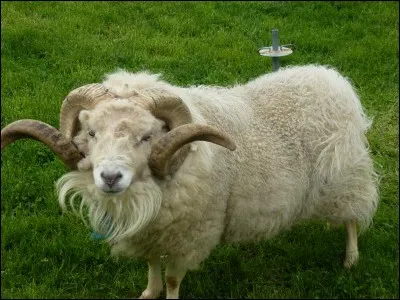 Comment s'appelle la femelle du bélier ?