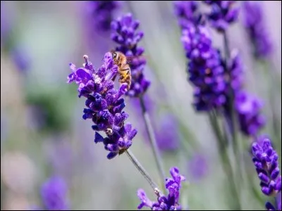 Quel est le nom de la fleur préférée des abeilles ?