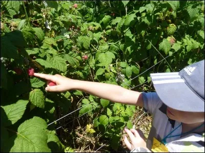 Quand peux-tu ramasser le plus de fraises et framboises à Alôsnys ?