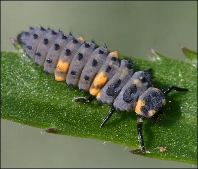 Comment s'appelle cet insecte utile au jardin ?