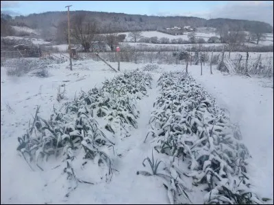 Quel légume résiste sous la neige ?