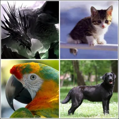 Ton animal préféré parmi ceux-là est...