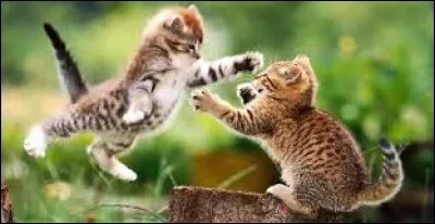 Elle indiquait la possibilité de rejoindre les Indes en passant par l'ouest. Comment se nomme-t-elle ?