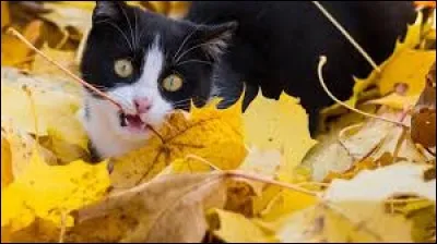 La machine à vapeur fut d'abord utilisée pour pomper l'eau des mines. Elle servit ensuite à diverses fabrications : filatures, minoteries, soufflets. Qui l'adapta, en 1770, à son "fardier" ?