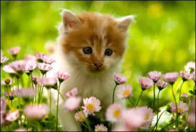 Les "têtes rondes" organisées et commandées par Olivier Cromwell s'opposent aux "cavaliers". 
Qui est soutenu par les premières ? Qui l'est par les seconds ?