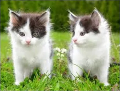 Jusqu'au XXe siècle la France est rurale. 4 Français sur 5 vivent dans les campagnes où ils sont paysans, très peu propriétaires de leurs terres. 
Quelle différence y a-t-il entre métayer et fermier ?