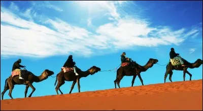 Quel animal peut-on voir dans un désert ?