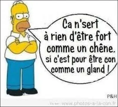 Quel est le nom latin du chêne ?