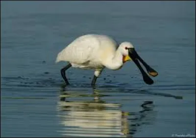 Pourriez-vous la trouver en cuisine et dans un labo de chimie si elle était un ustensile ?