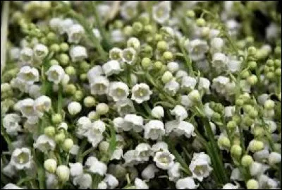 Qu'est-ce qui porte aussi le nom de cette fleur odorante ?